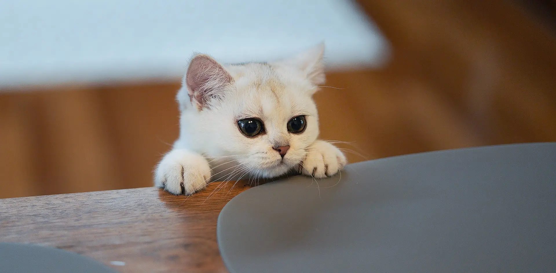 white cat on brown wooden table