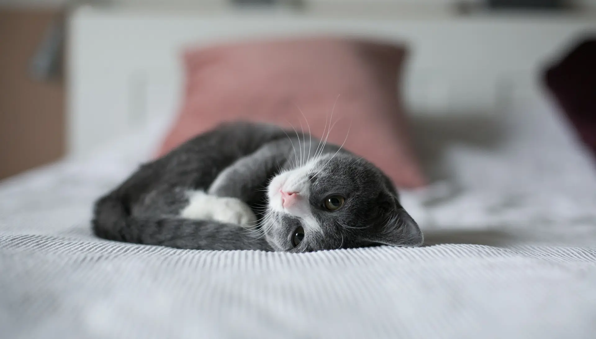 kitten lying down on bed