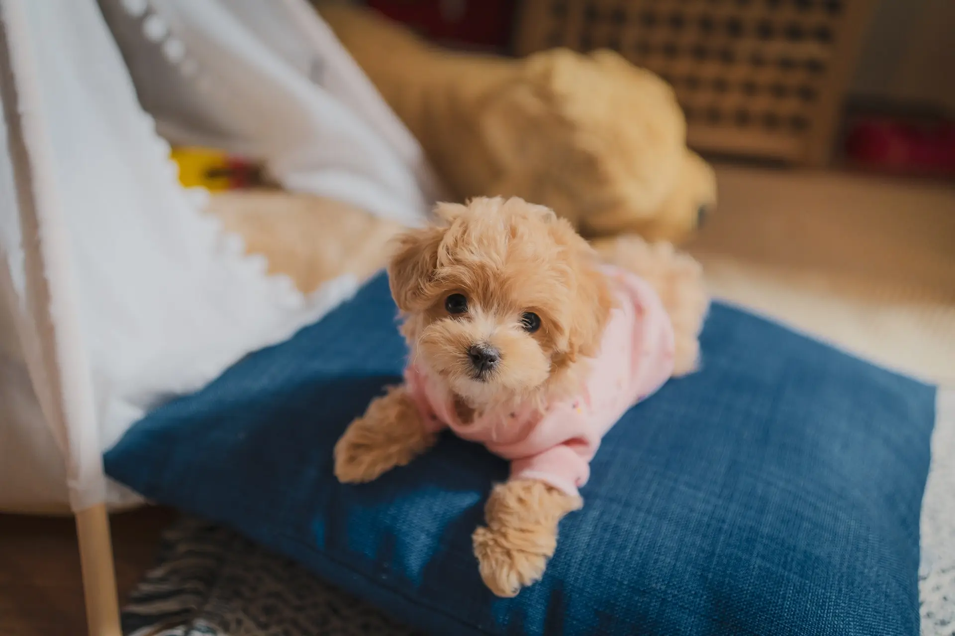 white long coated small dog on blue textile